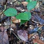 Sterculia pruriens Leaf