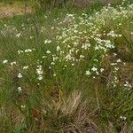 Arabidopsis halleri Hábitos