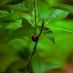 Dioscorea sansibarensis Fruto