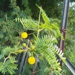 Acacia farnesiana फूल