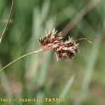 Luzula pediformis Flower