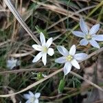 Ornithogalum gussonei Flower