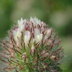 Trifolium lappaceum Õis