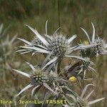 Eryngium glaciale 花