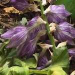 Hosta ventricosa Blüte