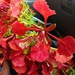 Delonix regia ফুল