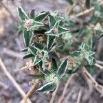 Atriplex suberecta Flower