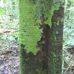 Sloanea brevipes Bark