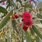 Eucalyptus leucoxylon Blomst