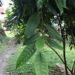 Ficus virgata Blad