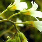 Romanzoffia californica Flower