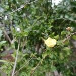 Sida cordata Floare