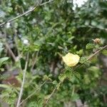 Sida cordata Flower