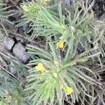 Ajuga chamaepitys Lorea