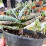 Aloe marlothii Yaprak