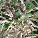 Eragrostis minor Blüte
