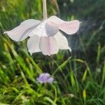 Gladiolus candidus Flor