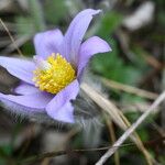 Pulsatilla grandis Flor