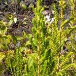 Erica comorensis Otro