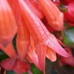 Fuchsia triphylla Çiçek