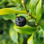 Sarcococca confusa Frucht