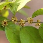 Drypetes gerrardii Flower