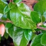 Cotoneaster simonsii Blad