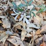 Cardamine concatenata 花