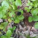 Rubus hispidus Fruit