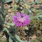 Centaurea seridis Fiore