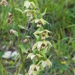 Epipactis muelleriBlodyn