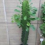 Euphorbia ammak Cortiza