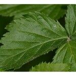 Rubus pensilvanicus Blatt