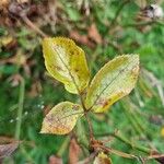 Rosa sempervirens Feuille