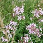 Saponaria officinalisFlower