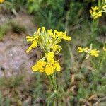 Erysimum virgatum Fleur