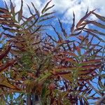 Sorbus americana Lapas