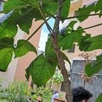 Clerodendrum paniculatum Corteza