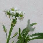 Lepidium sativum Плід