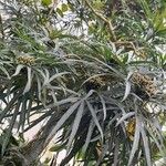 Osmoxylon lineare Habitatea
