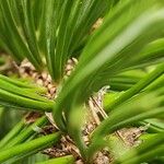 Pinus aristata पत्ता