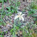 Iris purdyi Flower