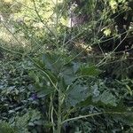 Crambe cordifolia Habit