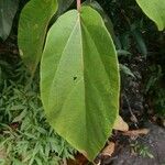 Ficus mauritiana List