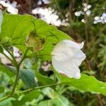 Rubus parviflorus Fleur