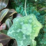 Podophyllum cv. 'Kaleidoscope' Fulla