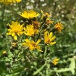 Hieracium prenanthoides Blüte