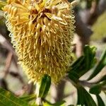 Banksia marginata Λουλούδι