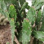 Opuntia monacantha 葉