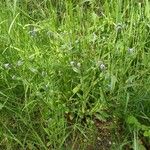 Myosotis arvensis Habit